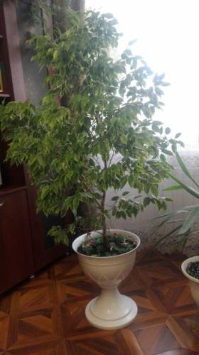 Продаю комнатное растение фикус