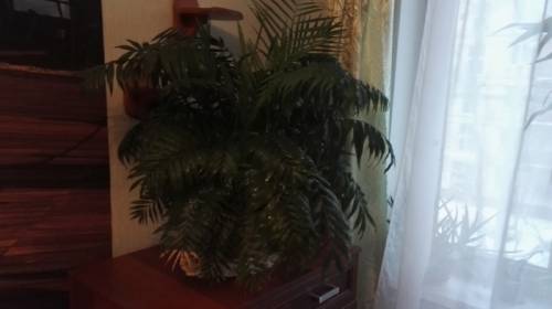Продается финиковая пальма с горшком