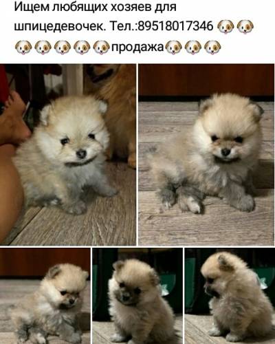 Шпиц продажа малыши