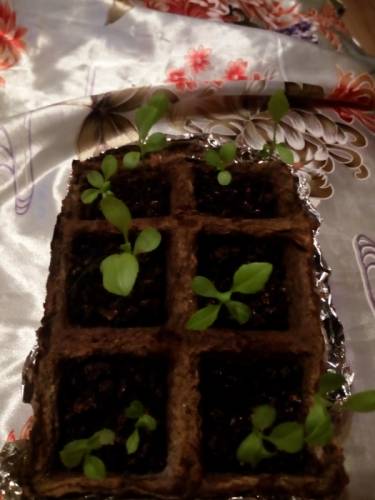 Рассада Астраханская кустовая