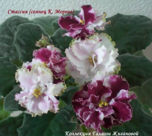 Продам Сортовые фиалки